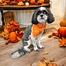dog, small_dog, bandana, orange, autumn_leaves, pumpkins, candles, table, wooden_floor, fall_decorations, indoor, decor, pet, cute, seasonal, cozy, holiday, portrait, animal, shih_tzu