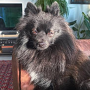 Taya a rejoint le concours — aidez-le/la à gagner de superbes lots ! black_fur, brown, canine, carpet, couch, cozy, decor, dog, domestic_animal, fluffy, furniture, houseplant, indoor, living_room, pet, plant, portrait, relaxed, sunlight, television