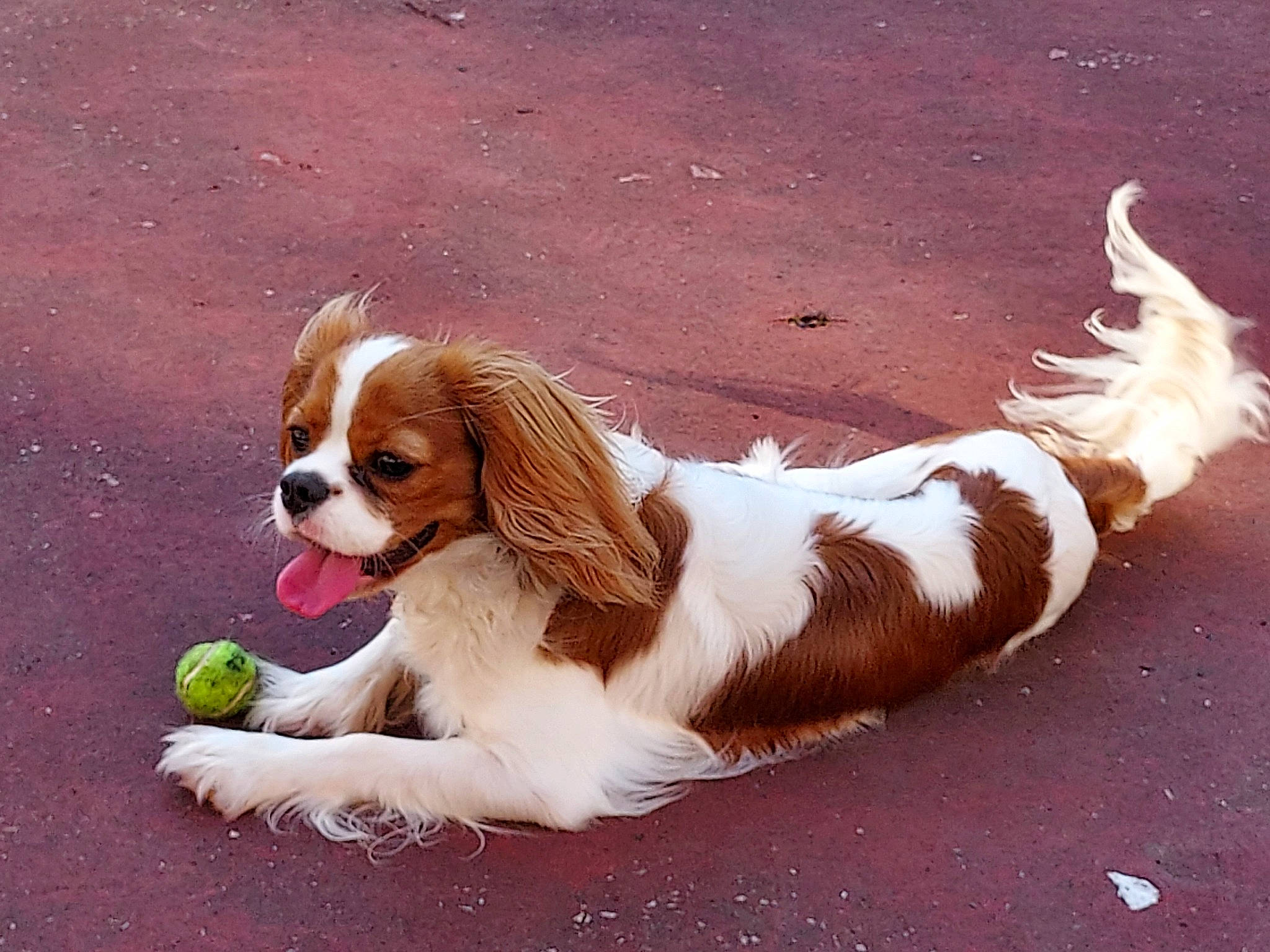 Rumpel participe au concours pour gagner de l'argent avec cette photo : balance, bored, canidae, carnivore, cavalier_king_charles_spaniel, collar, companion_dog, dog, dog_breed, fawn, fur, hound, king_charles_spaniel, liver, paw, scent_hound, snout, spaniel, sporting_group, terrestrial_animal