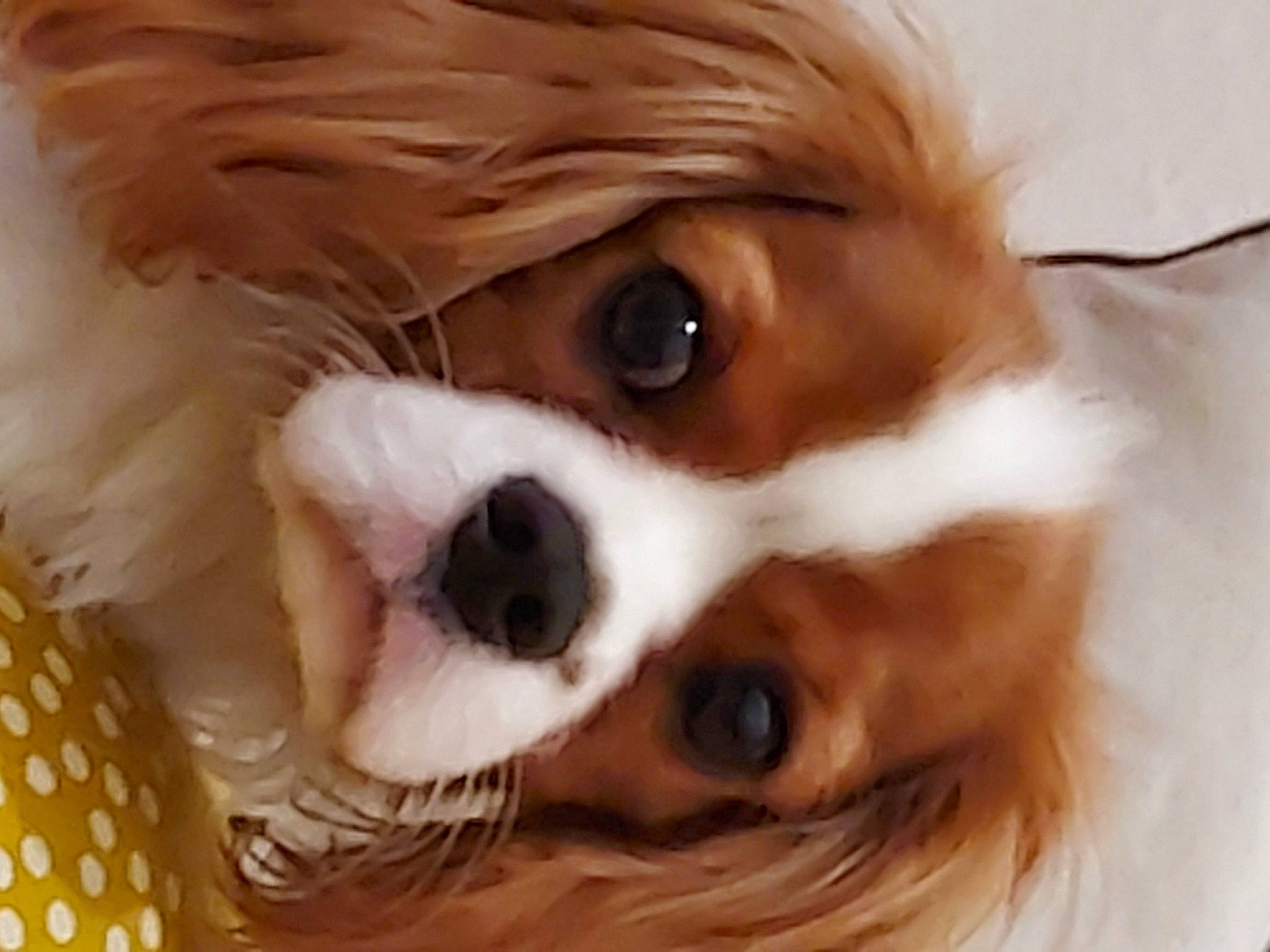 Rumpel participe au concours pour gagner de l'argent avec cette photo : carnivore, cavalier_king_charles_spaniel, close_up, companion_dog, dog, dog_breed, ear, eye, eyelash, eyewear, fawn, fur, liver, nose, snout, sporting_group, toy, toy_dog, whiskers, wood