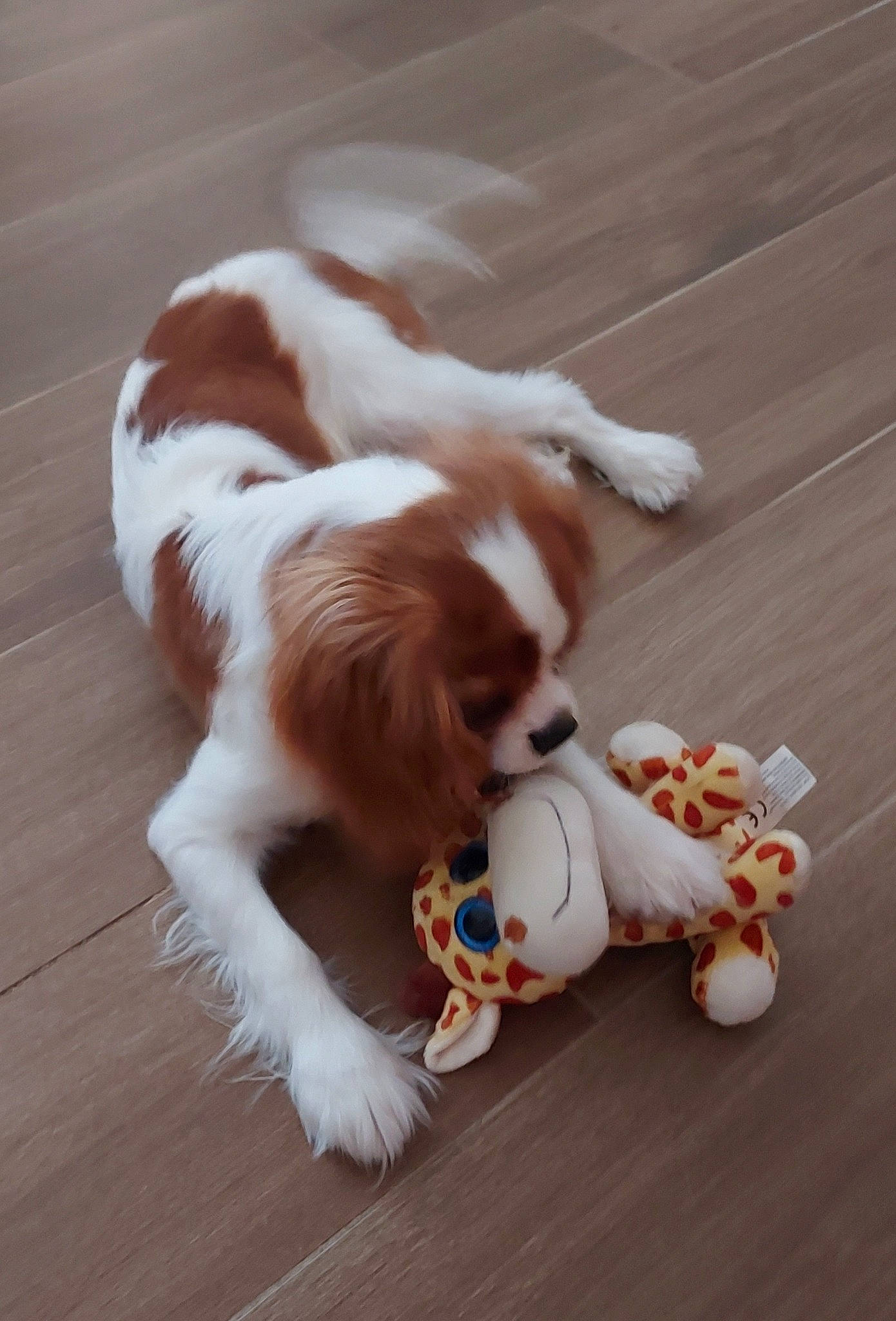 Rumpel a rejoint le concours — aidez-le/la à gagner de superbes lots ! carnivore, cavalier_king_charles_spaniel, companion_dog, dog, dog_breed, flooring, fur, hardwood, king_charles_spaniel, liver, paw, snout, spaniel, sporting_group, tail, terrestrial_animal, toy, toy_dog, whiskers, wood