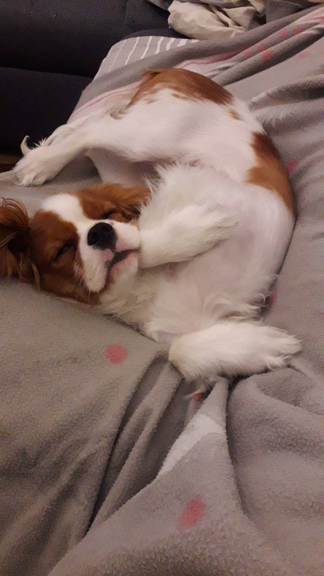 Rumpel a rejoint le concours — aidez-le/la à gagner de superbes lots ! bed, bedding, brown, canidae, carnivore, cat, comfort, companion_dog, dog_breed, duvet, fawn, felidae, fur, linens, paw, small_to_medium_sized_cats, snout, sporting_group, tail, whiskers