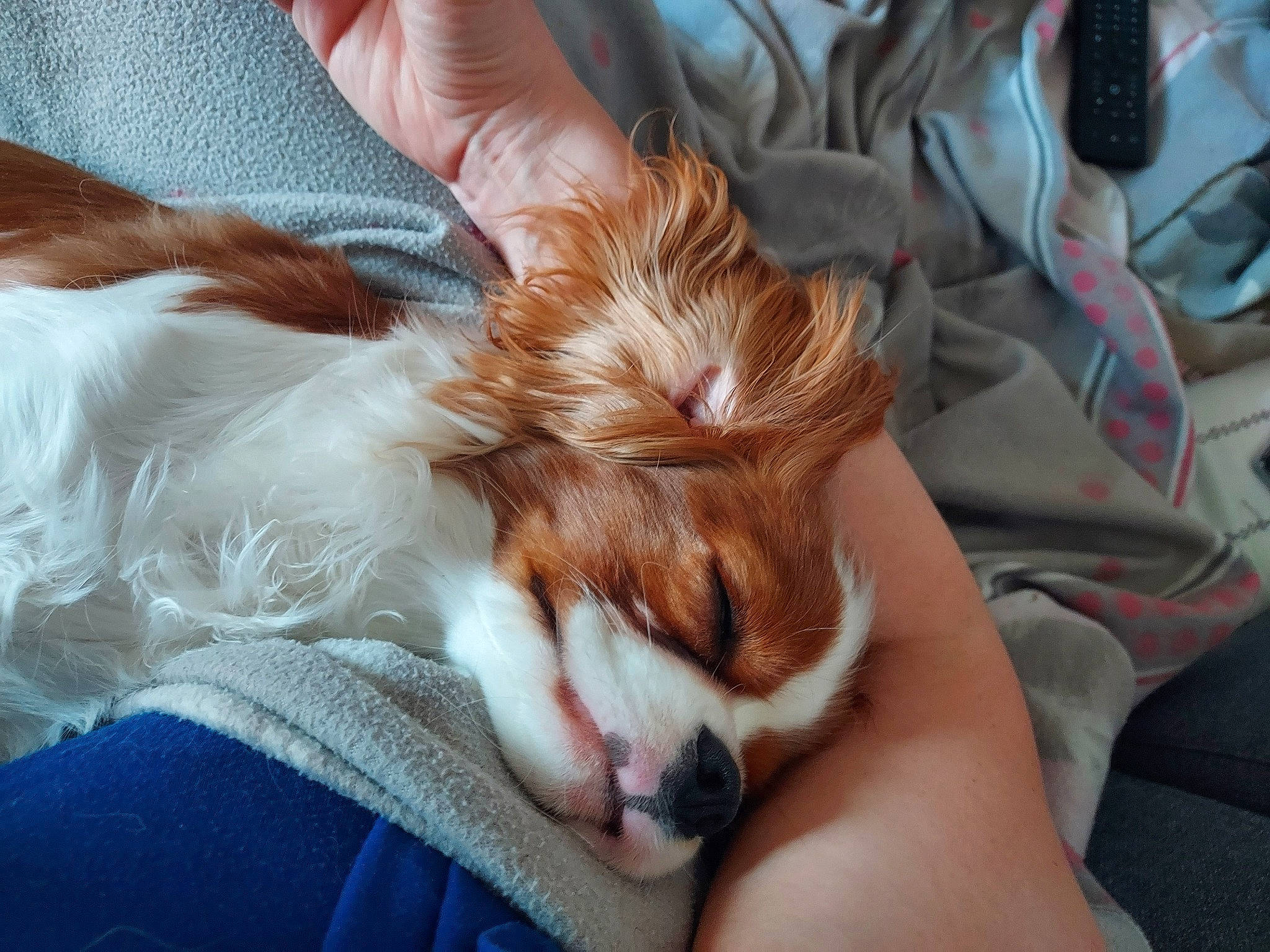 Rumpel participe au concours pour gagner de l'argent avec cette photo : carnivore, cavalier_king_charles_spaniel, comfort, companion_dog, dog, dog_breed, ear, fawn, felidae, fur, king_charles_spaniel, liver, puppy_love, small_to_medium_sized_cats, snout, spaniel, sporting_group, toy_dog, watch, whiskers