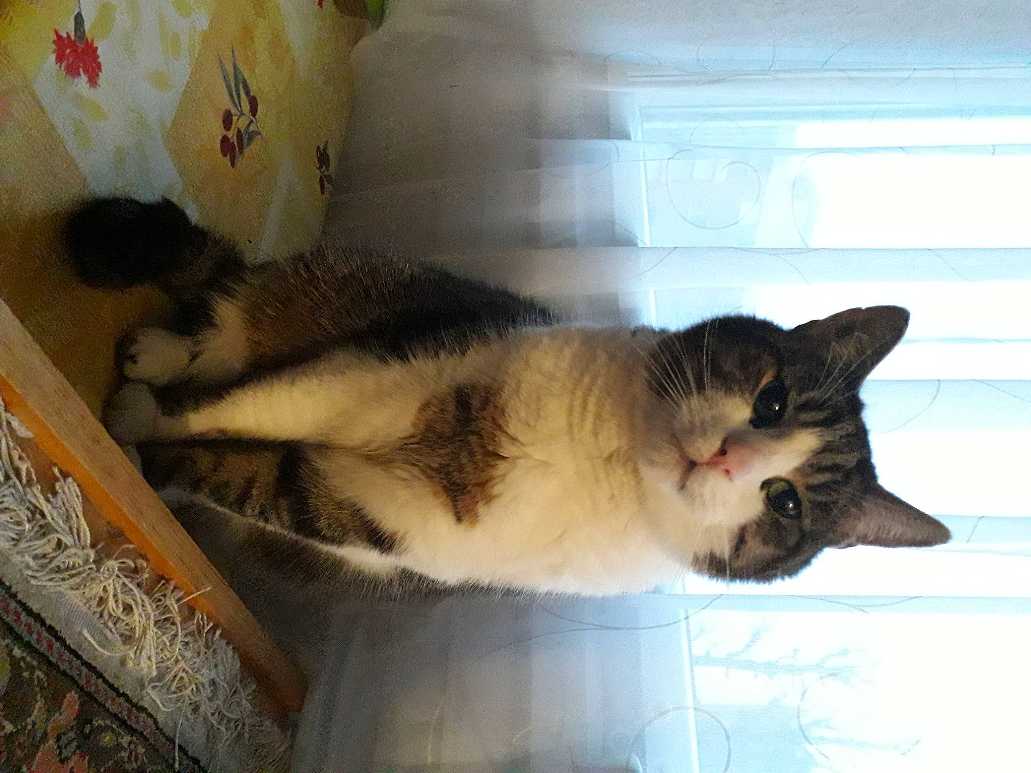 Spock a rejoint le concours — aidez-le/la à gagner de superbes lots ! canidae, carnivore, cat, domestic_short_haired_cat, fawn, felidae, fur, paw, plastic_bag, room, siamese, small_to_medium_sized_cats, snout, tail, thai, whiskers, wood