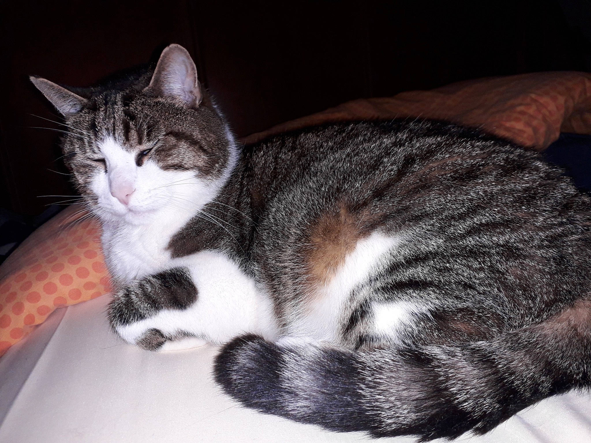 Spock participe au concours pour gagner de l'argent avec cette photo : carnivore, cat, claw, comfort, domestic_short_haired_cat, felidae, fur, paw, sitting, small_to_medium_sized_cats, snout, tail, terrestrial_animal, whiskers