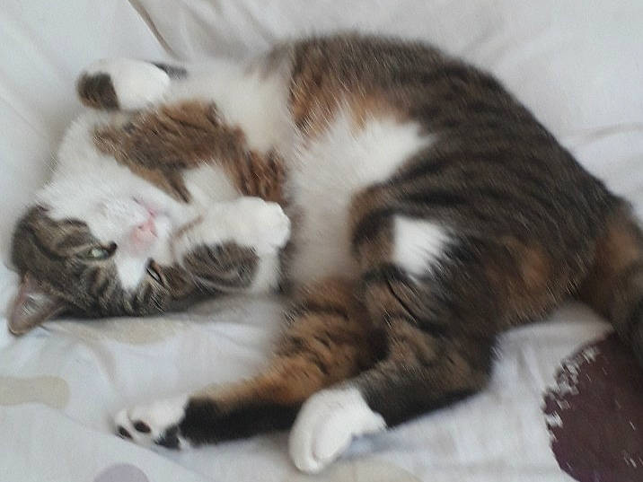 Spock participe au concours pour gagner de l'argent avec cette photo : carnivore, cat, claw, comfort, domestic_short_haired_cat, felidae, fur, nap, paw, sleep, small_to_medium_sized_cats, snout, tail, terrestrial_animal, whiskers