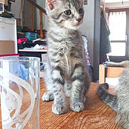 Romy a rejoint le concours — aidez-le/la à gagner de superbes lots ! cat, curious, daylight, domestic_animal, ears, eyes, fur, furniture, glass, home, indoor, interior, kitten, pet, staircase, tabby, table, whiskers, wooden_table, young