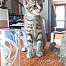 cat, curious, daylight, domestic_animal, ears, eyes, fur, furniture, glass, home, indoor, interior, kitten, pet, staircase, tabby, table, whiskers, wooden_table, young