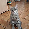 cat, curious, cute, domestic_cat, ears_up, floor_tiles, four_paws, furniture, grey_tabby, home, indoor, kitten, looking_at_camera, pet, sitting, small_animal, tile_floor, toy, whiskers, young