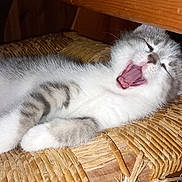 Sally participe au concours pour gagner de l'argent avec cette photo : animal, cat, closeup, cute, domestic_cat, feline, fur, indoor, kitten, mammal, paw, pet, relaxing, resting, sleepy, tabby, whiskers, wood, woven_chair, yawning