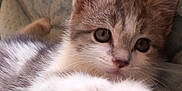 Sally participe au concours pour gagner de l'argent avec cette photo : animal, blanket, cat, closeup, cozy, curious, cute, domestic, feline, fur, indoor, kitten, paw, pet, relaxed, resting, soft, texture, whiskers, young