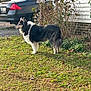 Gracie is registered to the contest to win money with this photo: dog, grass, car, bushes, house, driveway, outdoor, pet, fur, side_view, canine, animal, yard, nature, daylight, alert, standing, leaves, residential, collar