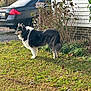 Gracie is registered to the contest to win money with this photo: dog, grass, bushes, car, house, outdoor, daylight, pet, canine, fur, side_view, nature, yard, leaves, vehicle, residential, animal, mammal, alert, standing