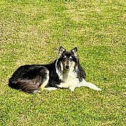 Gracie is registered to the contest to win money with this photo: dog, grass, outdoor, sunlight, canine, pet, animal, laying_down, black_and_white, fur, nature, daylight, relaxing, collie, mammal, alert, greenery, summer, quiet, peaceful