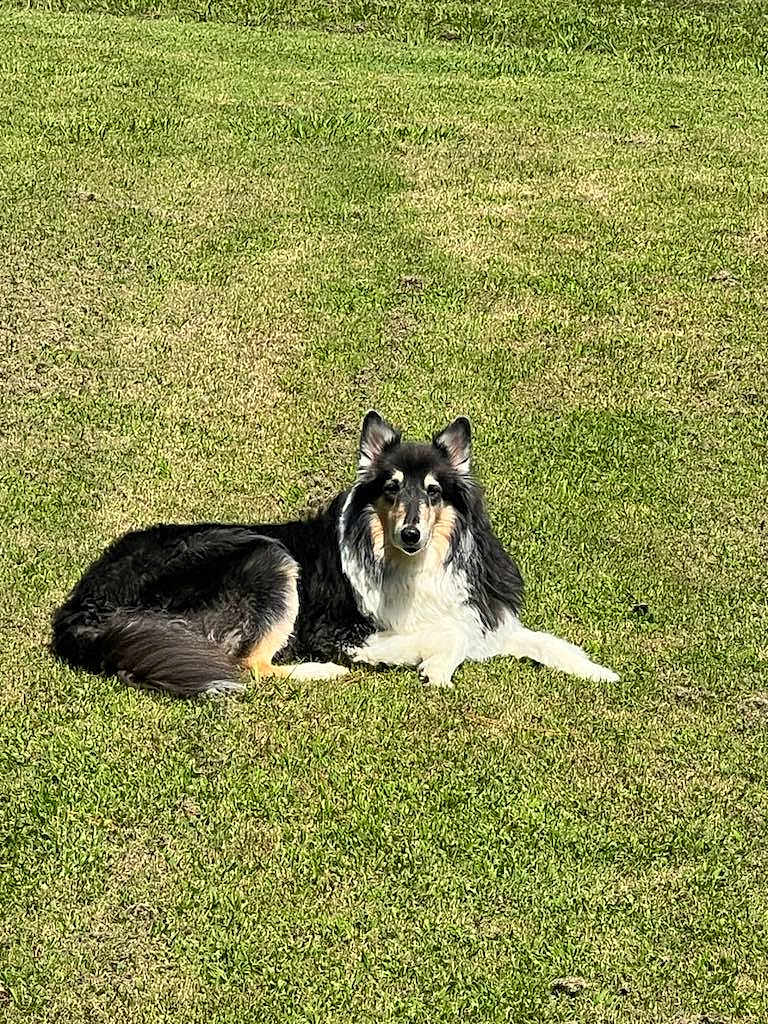 Gracie