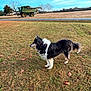 dog, grass, field, leaves, combine_harvester, farm, rural, road, tree, sky, outdoor, animal, pet, autumn, landscape, nature, canine, fur, standing, daytime