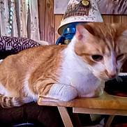Simba is registered to the contest to win money with this photo: animal, blurred, cat, cozy, curtains, domestic, furniture, household, indoor, lamp, orange_cat, pet, pillow, relaxed, resting, side_view, soft_light, table, white_cat, wood_paneling