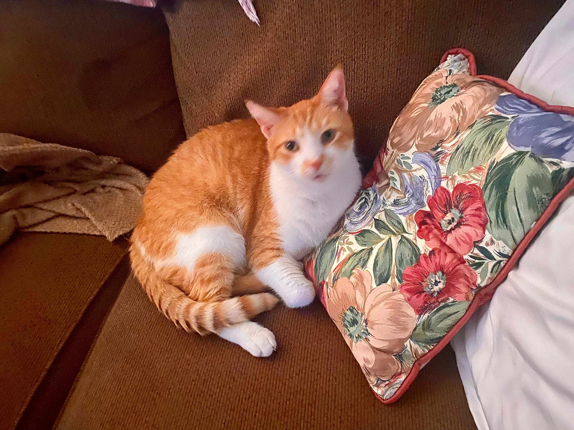 Simba