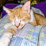 Simba joined the competition — help win amazing prizes! cat, sleeping, orange_cat, white_cat, pet, indoor, cozy, quilt, blanket, stretching, relaxation, fur, paw, closeup, resting, cute, animal, domestic_cat, comfort, nap