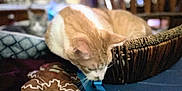 Simba joined the competition — help win amazing prizes! cat, ginger_cat, white_cat, second_cat, wicker_basket, blue_ribbon, plush_toy, gingerbread_man, indoor, home, furniture, blurred_background, cozy, curious, pet, animal, soft_light, table, resting, domestic