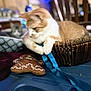 Simba joined the competition — help win amazing prizes! cat, orange_cat, white_cat, gray_cat, basket, toy, gingerbread_man_toy, blue_ribbon, indoor, furniture, curious, playful, pet, animal, resting, paw, closeup, soft_focus, background_blur, cozy