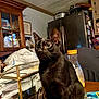 Bianca joined the competition — help win amazing prizes! black_cat, cat, animal, pet, indoor, table, kitchen, can, bottle, chair, refrigerator, cabinet, plastic_bag, container, food_packaging, furniture, domestic, curious, sitting, wide_eyes