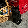 Bianca joined the competition — help win amazing prizes! black_cat, kitten, animal, pet, floor, tile_floor, basket, wicker_basket, cardboard_box, apples, indoor, curious, sitting, small_animal, feline, young_cat, domestic_cat, household, food_box, floor_tiles