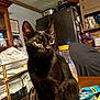 animal, background, black_cat, bottle, cat, close_up, clutter, container, curious, domestic, domestic_life, furniture, household_items, indoor, kitchen, pet, shiny_fur, sitting, table, wide_eyes