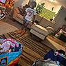 child, standing, living_room, couch, ottoman, rug, plants, houseplants, indoor, portrait, smiling, clothing, t_shirt, shorts, socks, toys, laundry, shopping_bag, home_decor, cozy