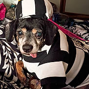 Marley is registered to the contest to win money with this photo: bed, bedding, black_and_white, blanket, closeup, costume, cute, dog, eyes, fur, hat, indoor, mirror, pattern, paw, pet, portrait, striped_clothing, tongue_out, toy