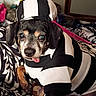 bed, bedding, black_and_white, blanket, closeup, costume, cute, dog, eyes, fur, hat, indoor, mirror, pattern, paw, pet, portrait, striped_clothing, tongue_out, toy