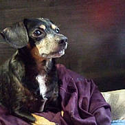 Marley joined the competition — help win amazing prizes! dog, pet, canine, small_dog, portrait, indoor, blanket, bedding, brown_background, black_fur, tan_markings, white_chest, paw, looking_up, eyes, whiskers, nose, ears, cozy, resting