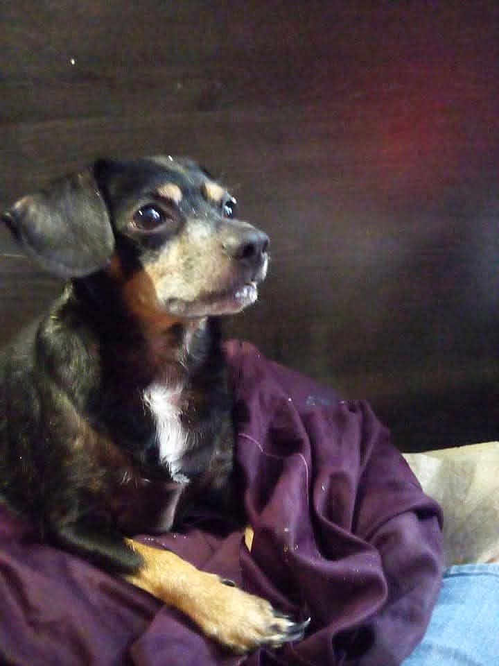 Marley joined the competition — help win amazing prizes! dog, pet, canine, small_dog, portrait, indoor, blanket, bedding, brown_background, black_fur, tan_markings, white_chest, paw, looking_up, eyes, whiskers, nose, ears, cozy, resting