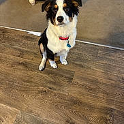 Boots is registered to the contest to win money with this photo: animal, black_and_white, blue_tag, carpet, collar, curious, cute, dog, floor, fur, indoor, pet, plush_toy, puppy, red_collar, sitting, tan, toy, wooden_floor, wooden_shelf