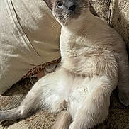 Tommy joined the competition — help win amazing prizes! cat, siamese_cat, blue_eyes, cream_fur, brown_face, pet, feline, animal, indoor, couch, cushion, lounging, sitting, relaxed, closeup, portrait, whiskers, pointed_ears, striped_fabric, home
