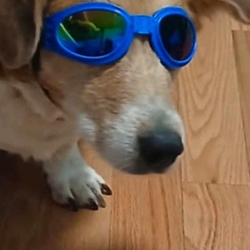 Masyn joined the competition — help win amazing prizes! accessory, animal, brown_dog, canine, closeup, cool, dog, fashion, funny, indoor, notification, paw, pet, portrait, reflection, smartphone_screen, social_media, sunglasses, text_overlay, wooden_floor