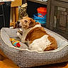 animal, brown_and_white_dog, canine, decor, dog, figurine, flooring, furniture, home_interior, household, indoor, looking_back, pet_bed, plastic_container, plush_bed, resting, shelf, toy, toy_duck, wooden_floor