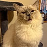 Alice is registered to the contest to win money with this photo: animal, board, cat, cat_tree, cozy, cream_color, domestic, ears, face, feline, fluffy, fur, home, indoor, mouth_open, pet, ribbons, sitting, wall, whiskers