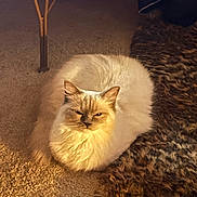 Alice is registered to the contest to win money with this photo: animal, carpet, cat, cozy, cute, domestic, ears, fluffy, fur, furniture_leg, indoor, loaf_position, pet, relaxed, resting, shadow, soft, texture, warm_lighting, whiskers