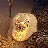 animal, carpet, cat, cozy, cute, domestic, ears, fluffy, fur, furniture_leg, indoor, loaf_position, pet, relaxed, resting, shadow, soft, texture, warm_lighting, whiskers