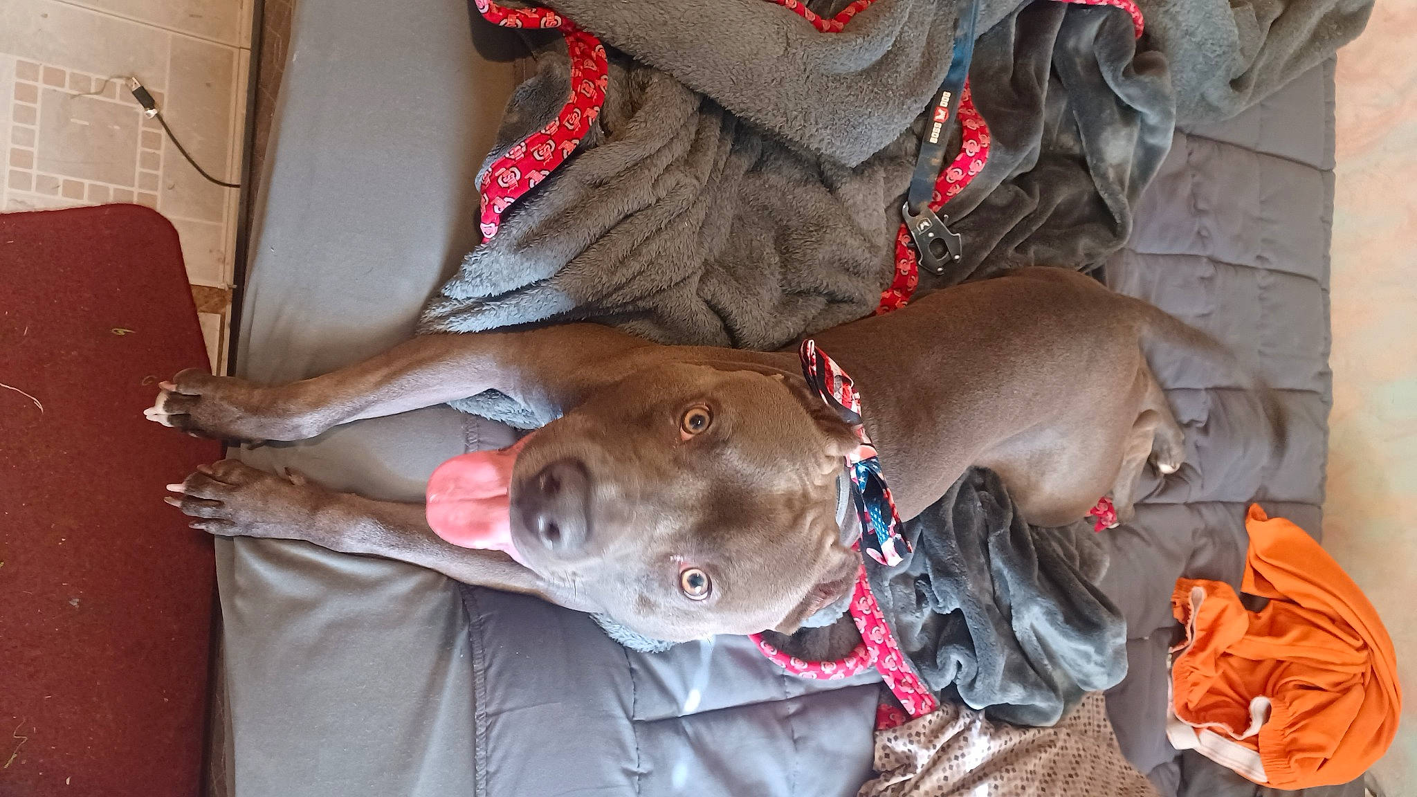 Axel is registered to the contest to win money with this photo: canidae, carnivore, collar, companion_dog, dog, dog_breed, dog_collar, dog_supply, fashion_accessory, fawn, fur, guard_dog, leash, liver, personal_protective_equipment, pet_supply, snout, sporting_group, working_animal, wrinkle