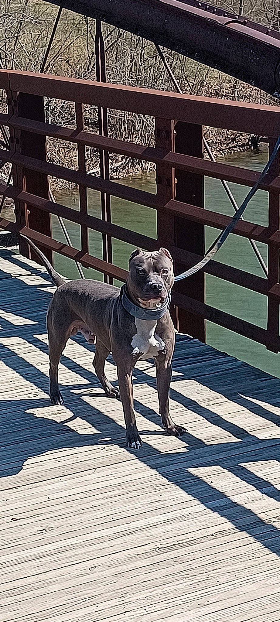 Axel joined the competition — help win amazing prizes! carnivore, collar, companion_dog, dog, dog_breed, dog_collar, dog_supply, fawn, fence, grey, leash, metal, pet_supply, sidewalk, snout, sporting_group, tail, tints_and_shades, wood, working_animal