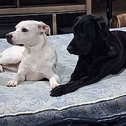 Sadie And Sophie is registered to the contest to win money with this photo: dog, white_dog, black_dog, indoor, mattress, pets, resting, lying_down, animal, companion, bed, furniture, fan, relaxed, alert, domestic, cute, friendship, two_animals, household
