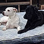 dog, white_dog, black_dog, indoor, mattress, pets, resting, lying_down, animal, companion, bed, furniture, fan, relaxed, alert, domestic, cute, friendship, two_animals, household
