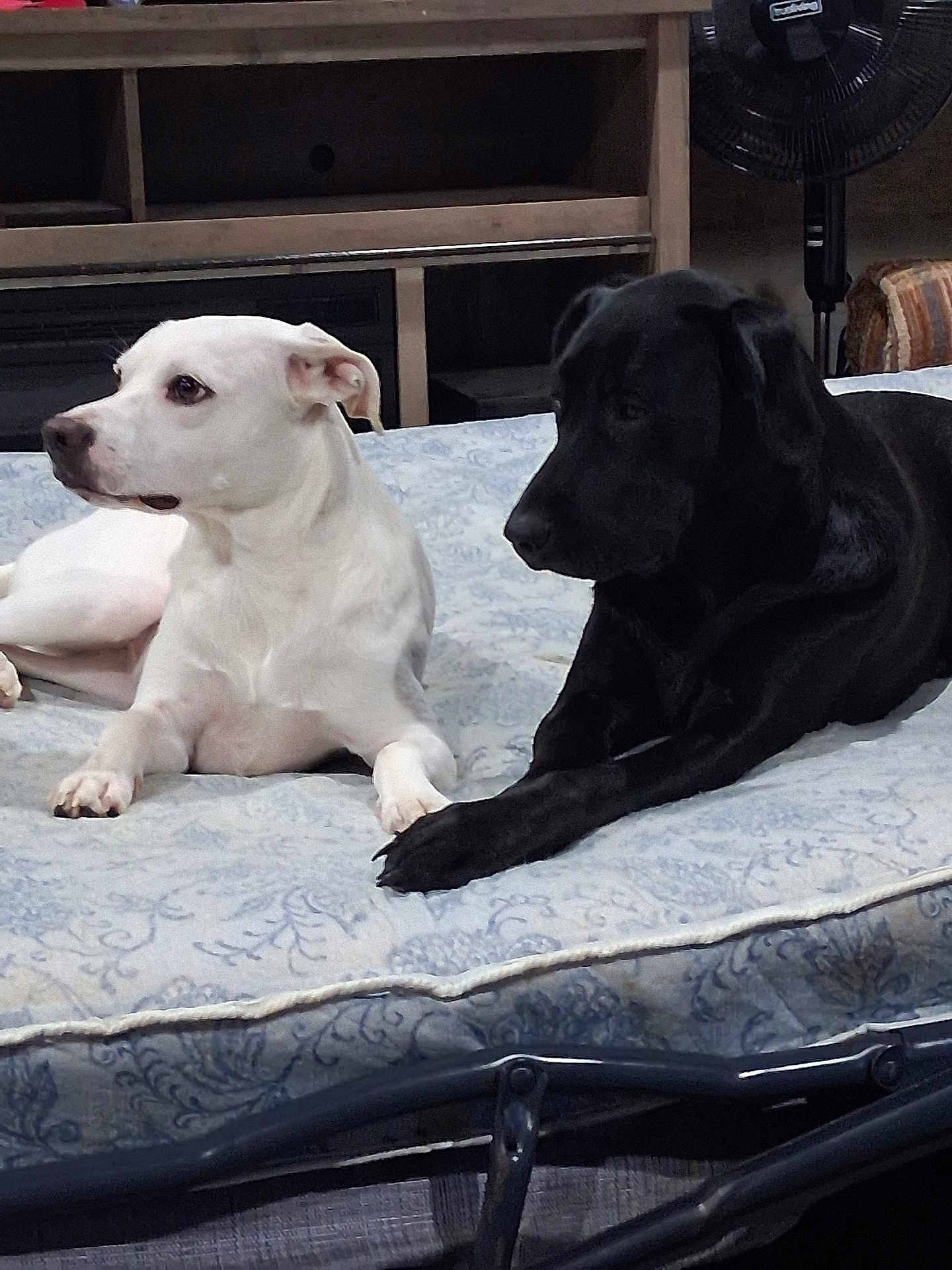 Sadie And Sophie is registered to the contest to win money with this photo: dog, white_dog, black_dog, indoor, mattress, pets, resting, lying_down, animal, companion, bed, furniture, fan, relaxed, alert, domestic, cute, friendship, two_animals, household