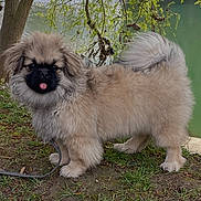 Apo a rejoint le concours — aidez-le/la à gagner de superbes lots ! dog, puppy, fluffy, grass, tree, outdoor, nature, water, cute, tongue_out, pet, animal, canine, leash, fur, small_dog, playful, park, standing, daylight