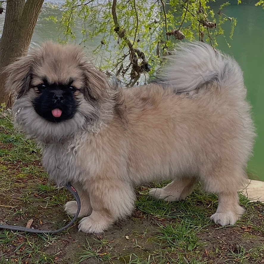 Apo a rejoint le concours — aidez-le/la à gagner de superbes lots ! dog, puppy, fluffy, grass, tree, outdoor, nature, water, cute, tongue_out, pet, animal, canine, leash, fur, small_dog, playful, park, standing, daylight
