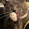 Smokey joined the competition — help win amazing prizes! cat, gray_cat, licking, paw, whiskers, closed_eyes, indoor, pet, feline, cozy, blanket, comfort, fur, closeup, relaxed, mammal, cute, animal, domestic, resting