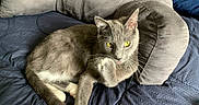 Smokey is registered to the contest to win money with this photo: cat, gray_cat, yellow_eyes, paw, tongue, quilted_blanket, navy_blue, gray_pillow, feline, pet, indoors, relaxed, fur, whiskers, cute, animal, resting, cozy, soft_texture, comfortable