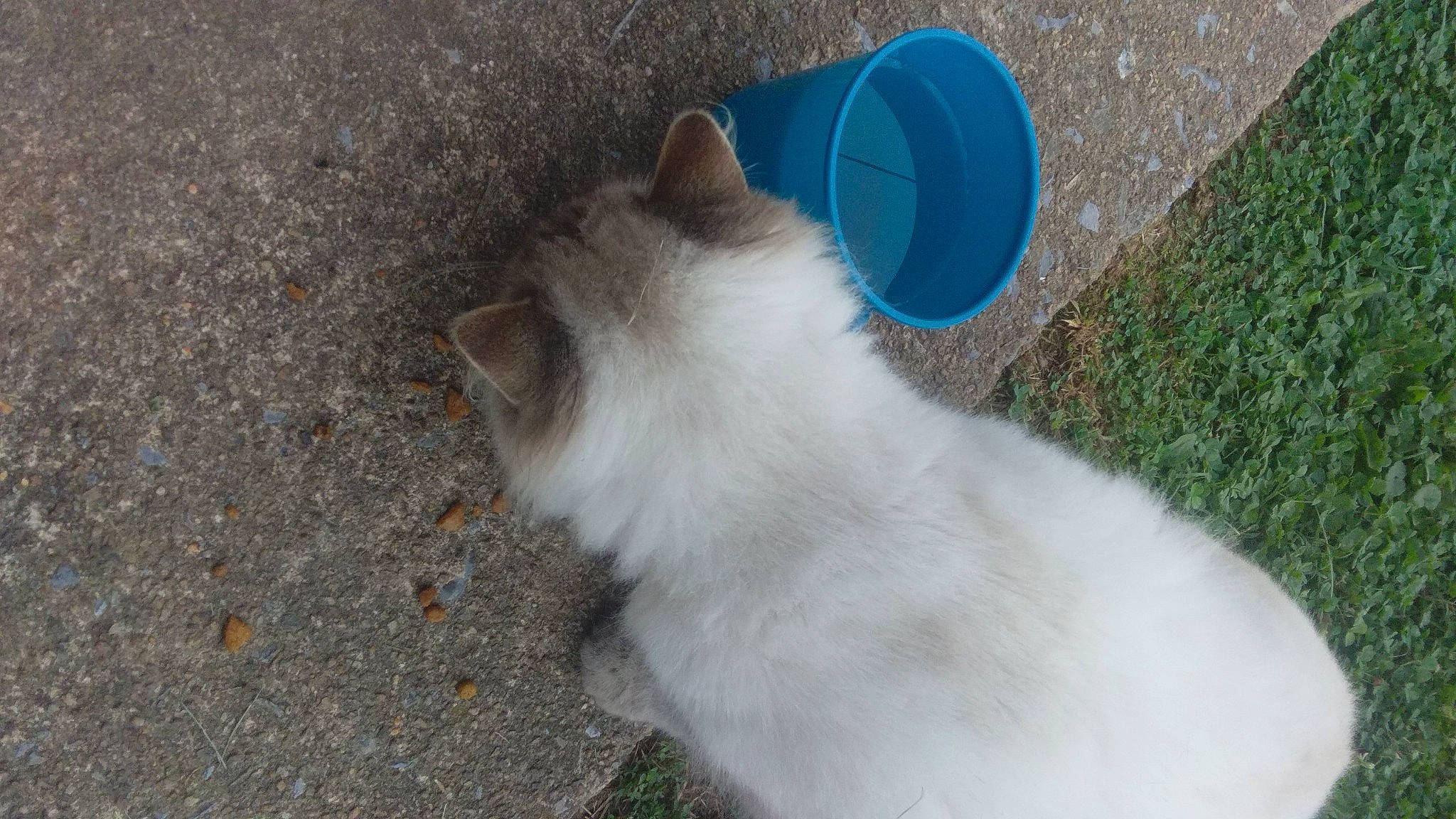 Mr. Fluffy joined the competition — help win amazing prizes! asphalt, carnivore, cat, circle, cup, domestic_short_haired_cat, felidae, fur, grass, paw, plant, plastic, road_surface, serveware, small_to_medium_sized_cats, tableware, tail, whiskers, wood